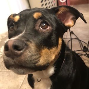 Meet your Posher, Breonna